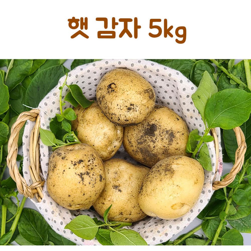 24년산 감자 5kg(특)