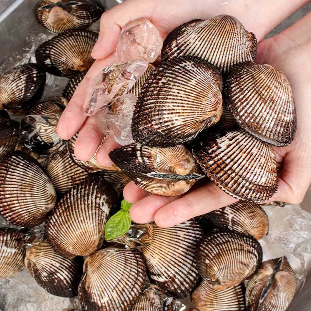 자연산 참소라 1kg (5~8미)