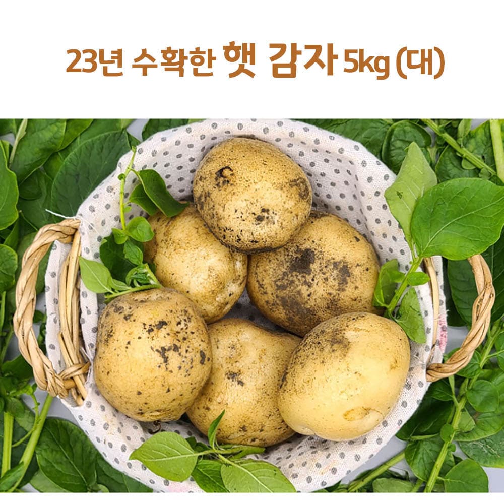 24년산 감자 5kg(대)