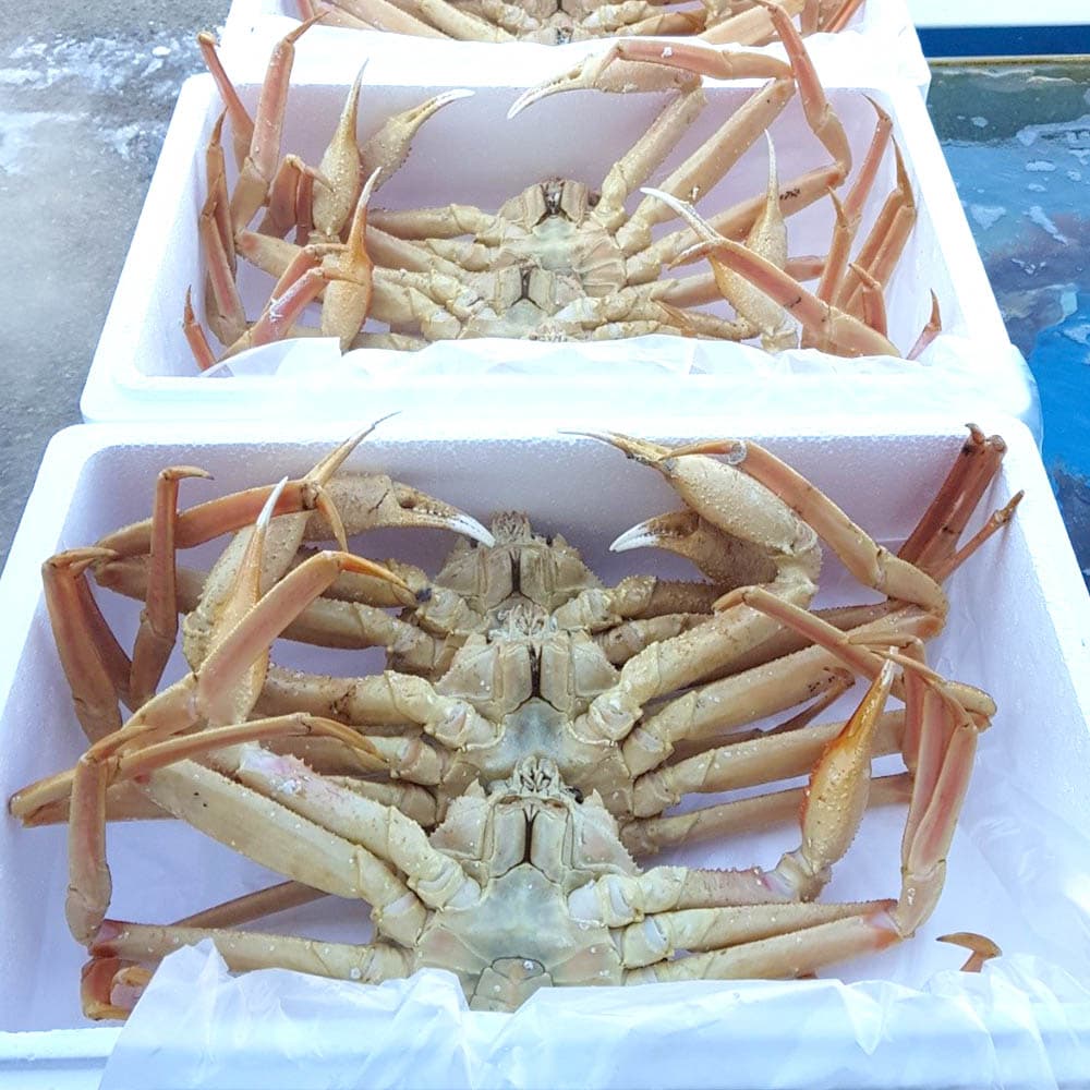 러시아 박달 대게 3kg