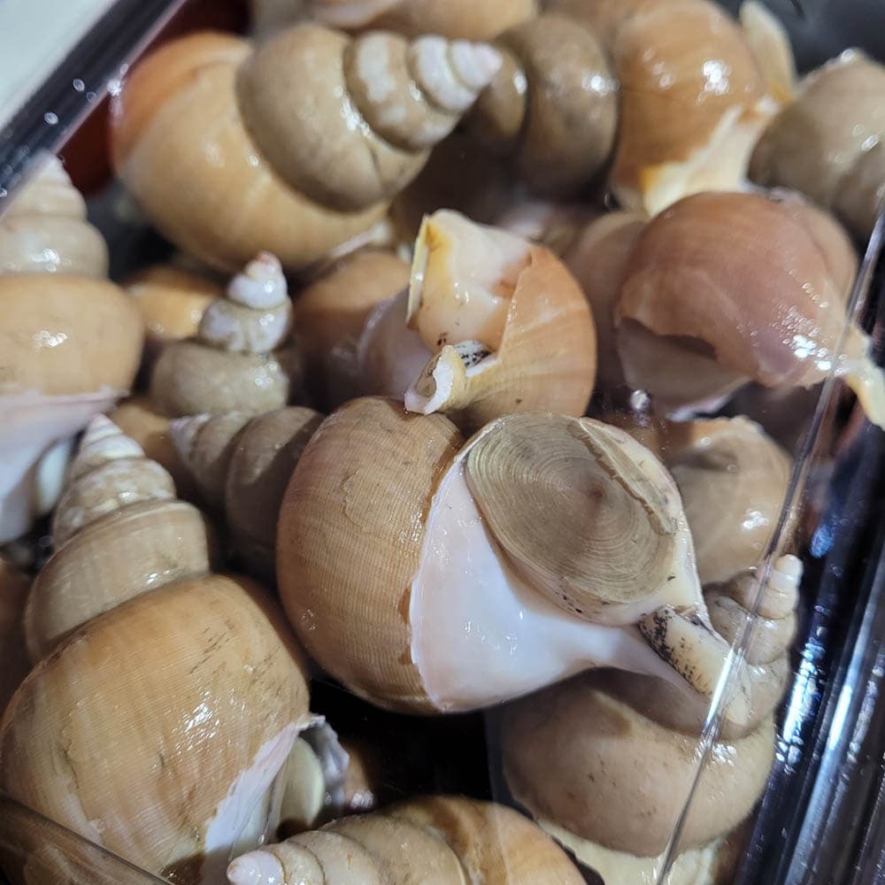 백고동(대) 15미 내외 1kg/초장 40g 1개 증정
