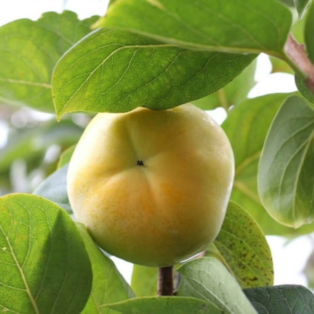 햇 단감 정품 3kg (특특대과/특품 9~12과)