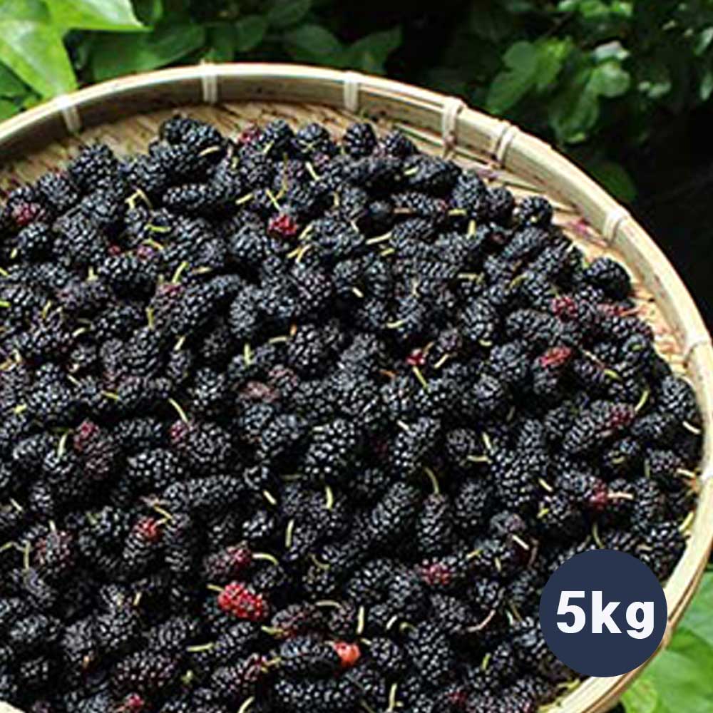 토종오디(청일) 5kg 상세이미지